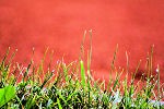 Mokrá tráva